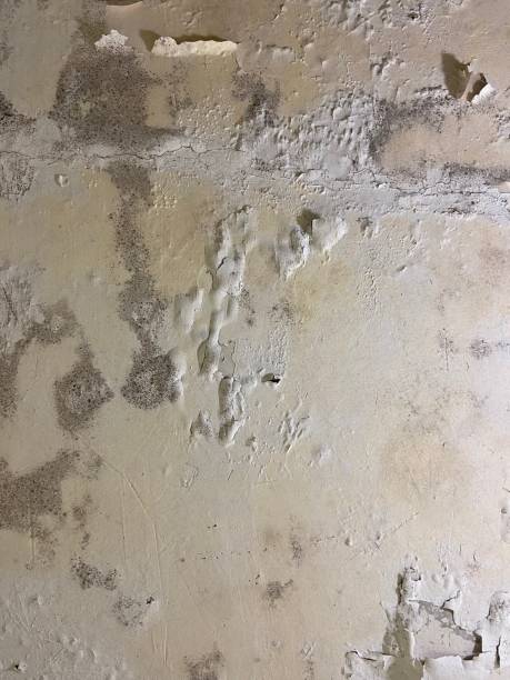 Best Emergency Mold Remediation in Lincoln, MO