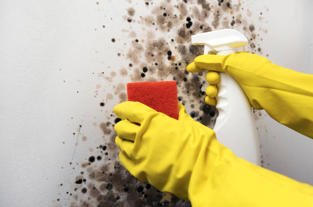 Best Crawl Space Mold Remediation in Lincoln, MO