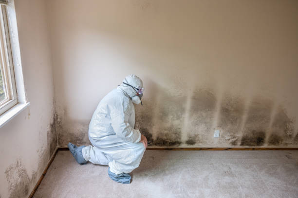 Best Residential Mold Remediation in Lincoln, MO