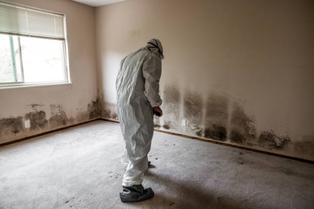 Best Basement Mold Remediation in Lincoln, MO