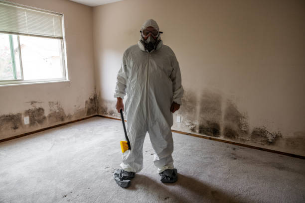 Best Residential Mold Remediation in Lincoln, MO