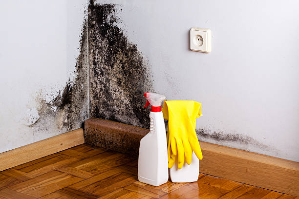 Best Commercial Mold Remediation in Lincoln, MO