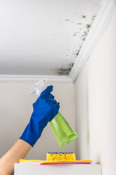 Best Kitchen Mold Remediation in Lincoln, MO