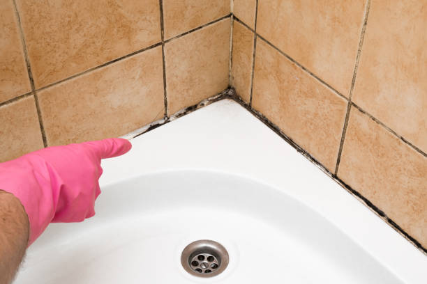 Best Post-Flood Mold Remediation in Lincoln, MO